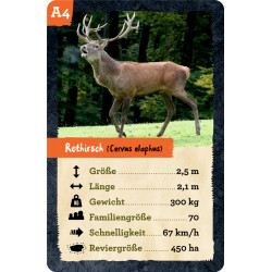 Quartett Heimische Tiere - Nature Zoom