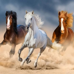 Pferde im Galopp  (Design 33x44)  40x50 cm