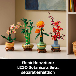 10344 Glücksbambus