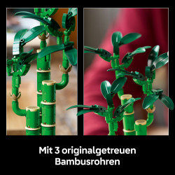 10344 Glücksbambus
